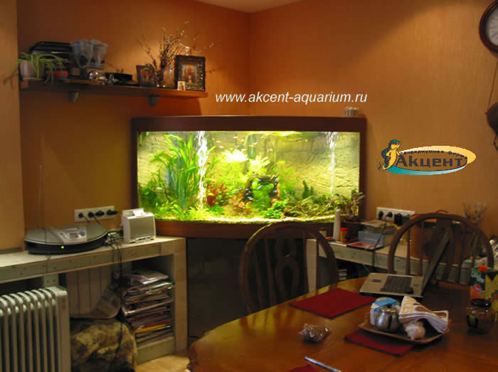 Акцент-аквариум,аквариум угловой 700 литров,с гнутым стеклом и живыми растениями